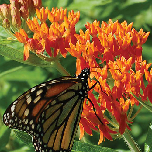 butterfly weed planting instructions