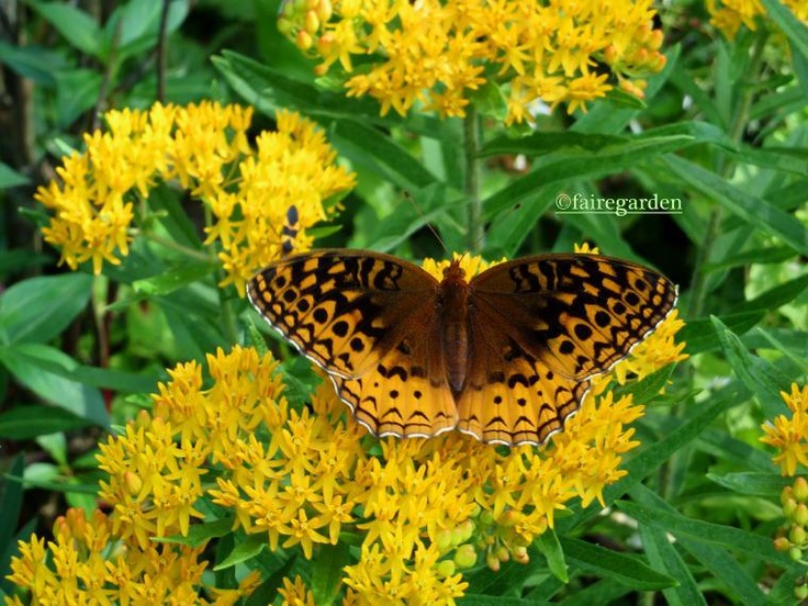 butterfly weed planting instructions