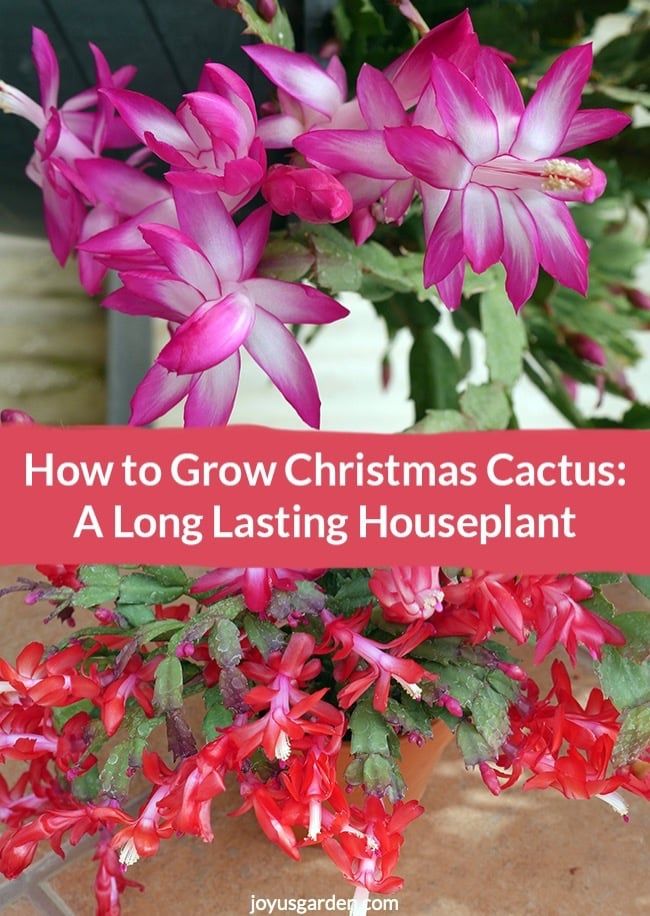 magic grow cactus instructions